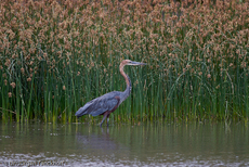 Purpurreiher (6 von 12).jpg